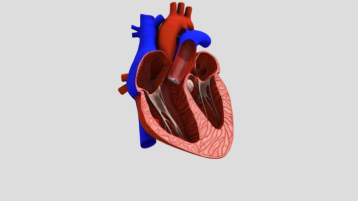 BEATING HEART 3D Model