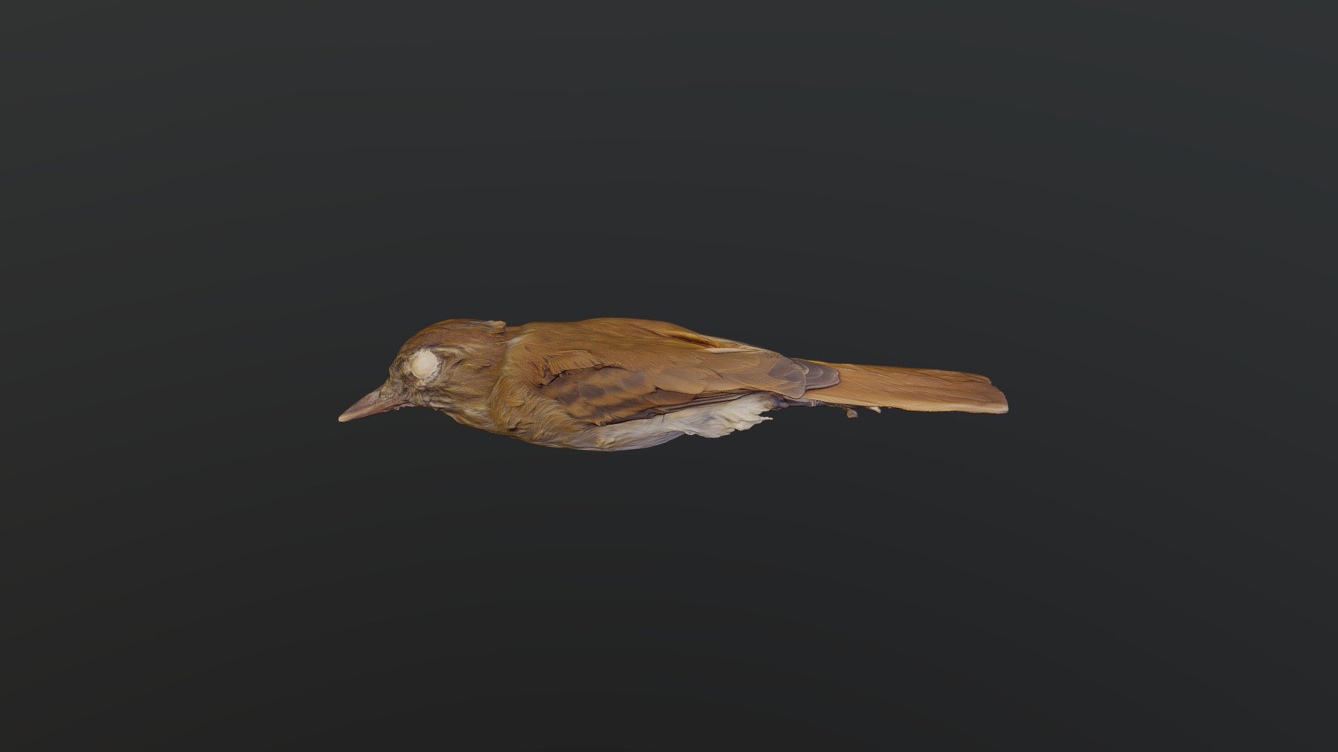 Bright-rumped Attila - Attila spadiceus