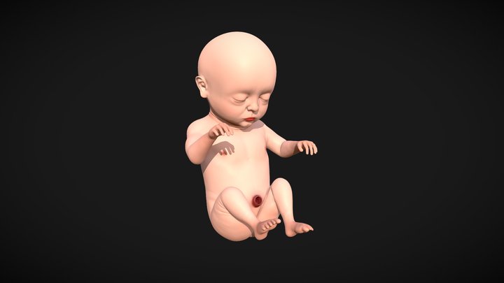 Month 9 Human embryonic (baby stages) 3D Model