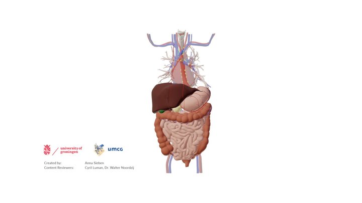 Thorax and abdomen: some of the lymph nodes – Modello 3D gratuito STL