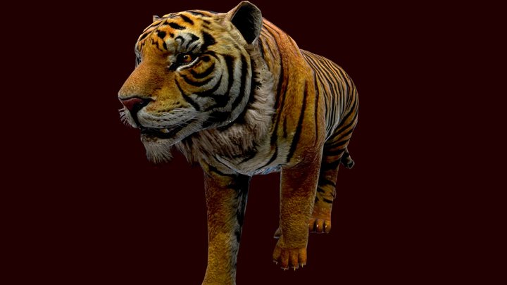 Modelo 3D de Tigre. Download grátis.