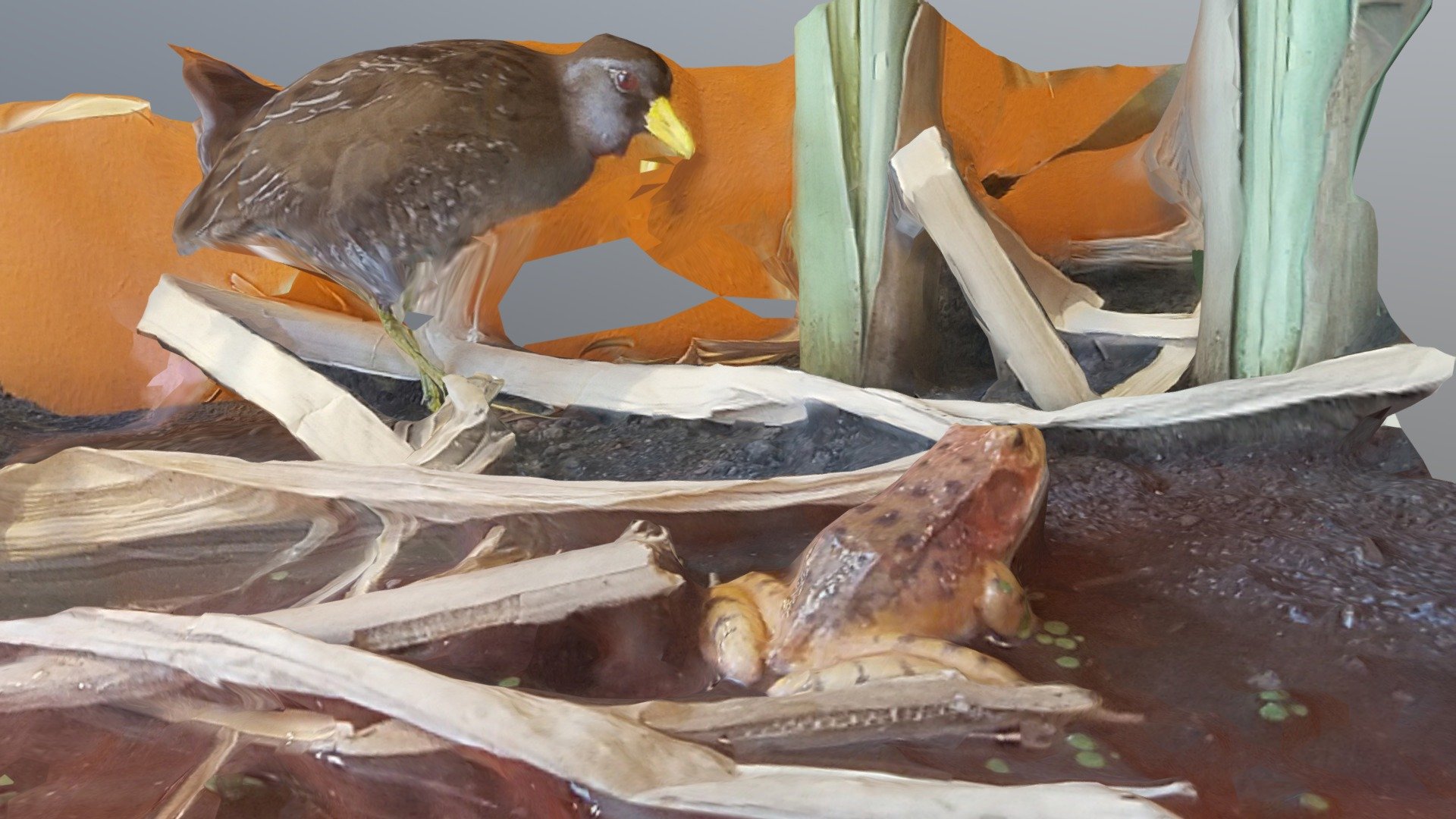 Sora And California Red Legged Frog
