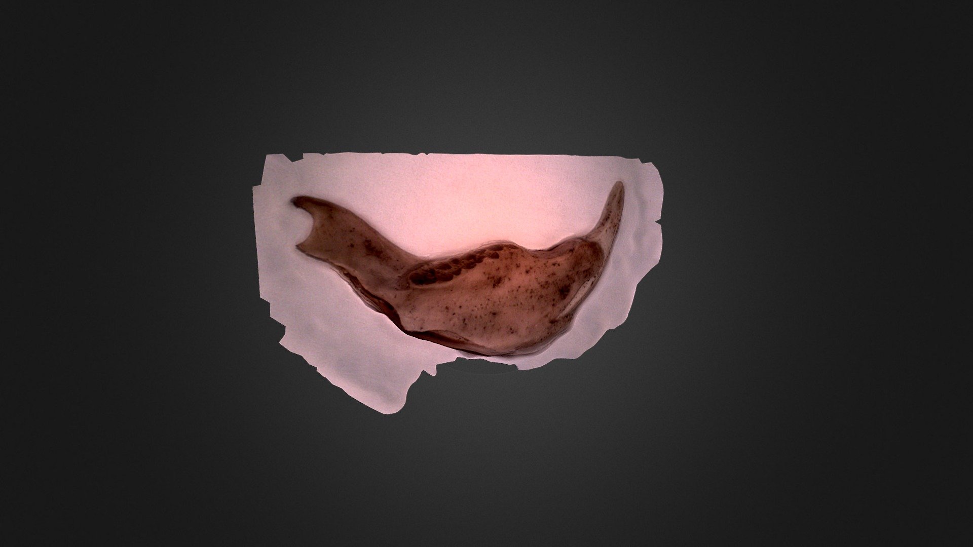 Squirrel mandible - 1