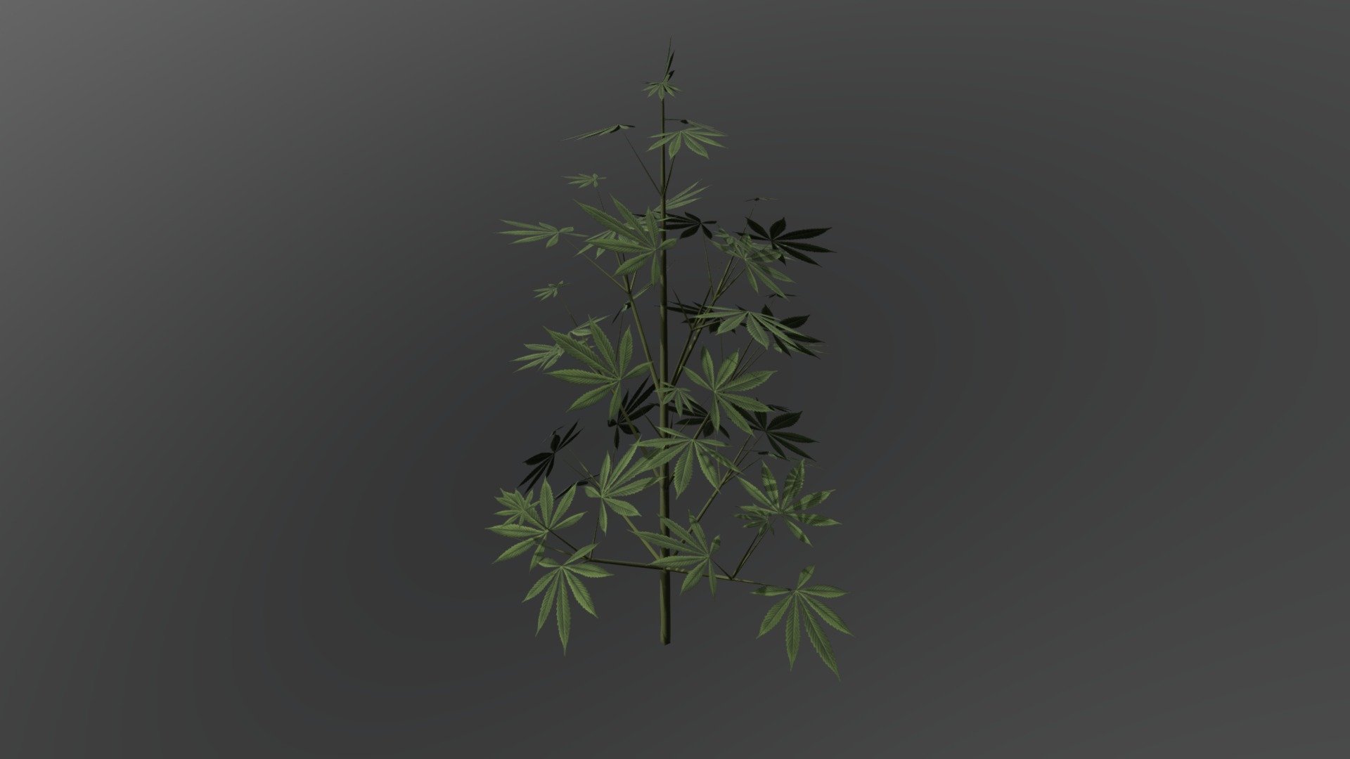 Cannabis Strain 1 Veg Download Free 3D model by Gott3d