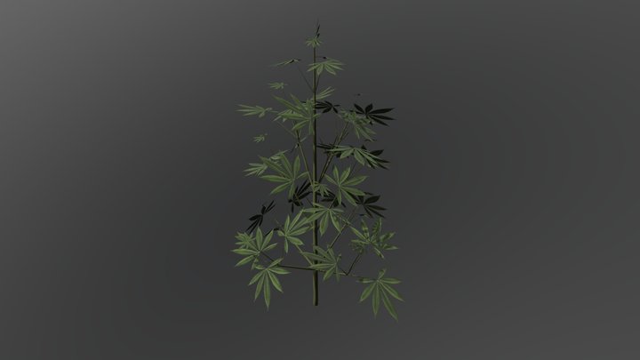 Cannabis Strain 1 Veg 3D Model