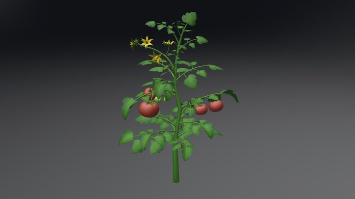 Tomato plant 3D Model