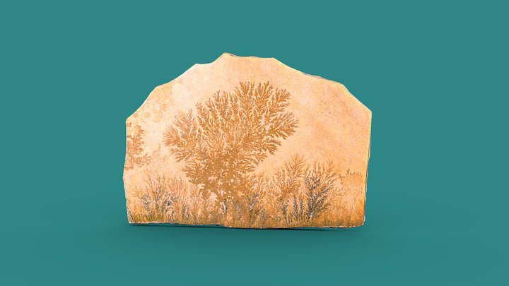 Sand Stone Algae Fossil 3D Model