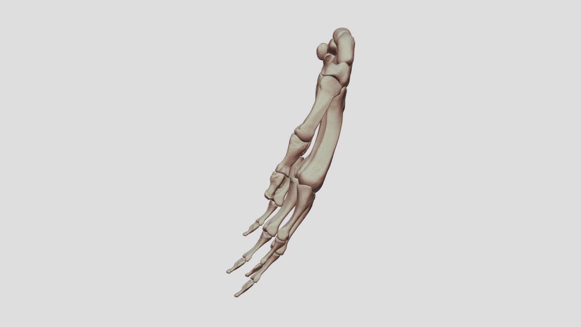 Bones Of The Left Hand