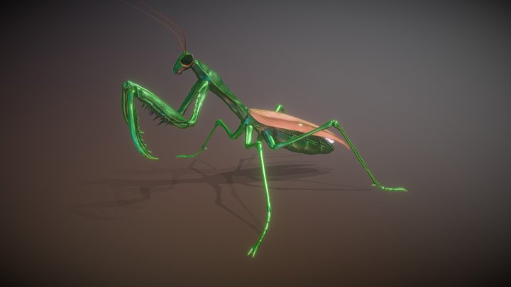Mantis