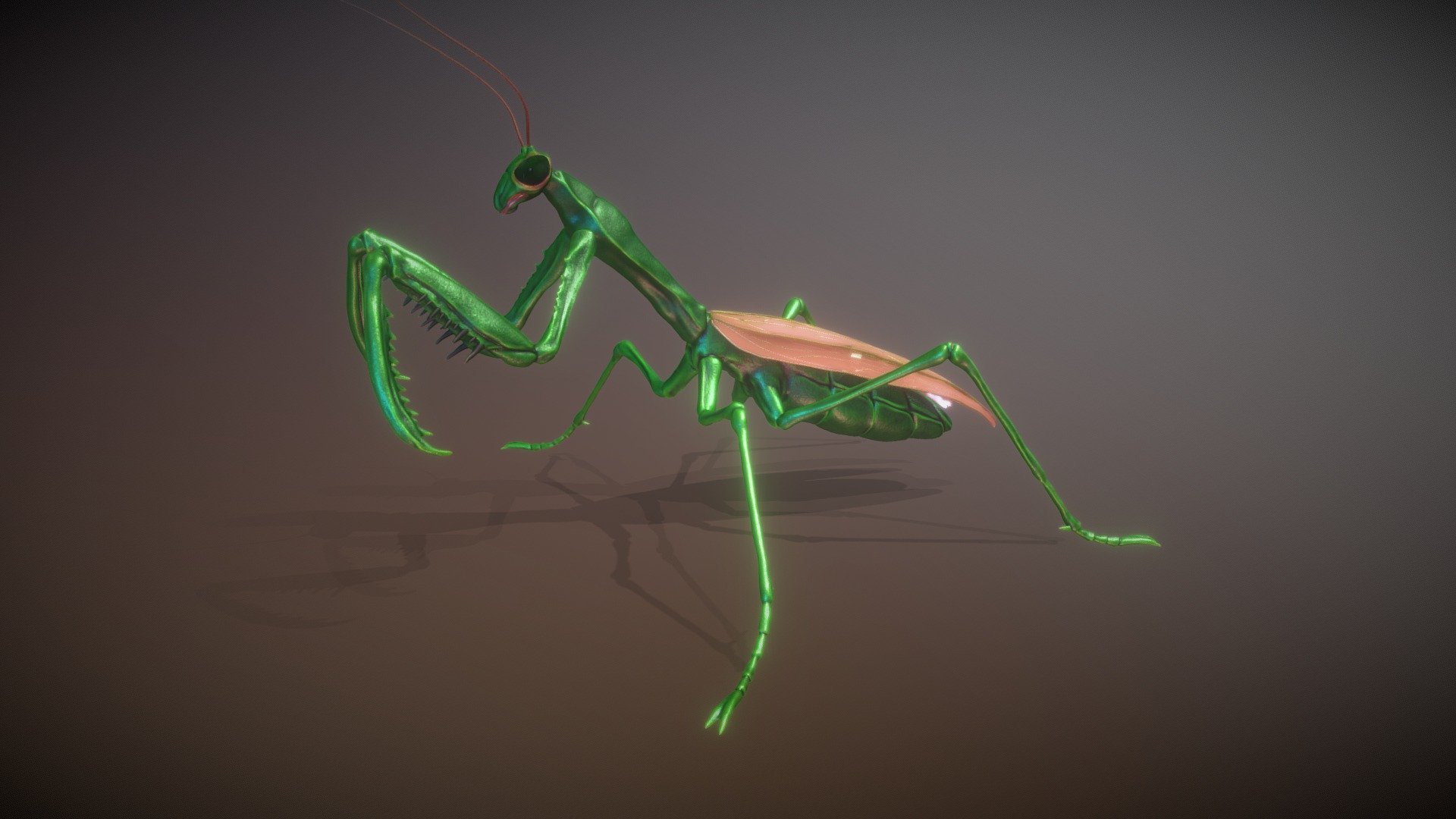 Large Praying Human Praying Mantis Background, A Picture Of A Praying Mantis,  Insect, Praying Mantis Background Image And Wallpaper for Free Download