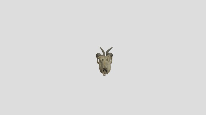 Taurotragus oryx skull 3D Model