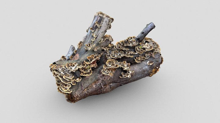 Wood log covered by ligneous mushrooms – Free 3D Model STL