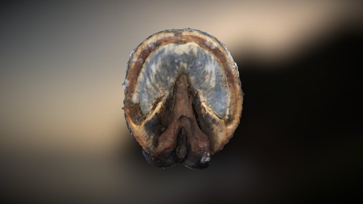 Reference Horse Hoof Sole 3D Model