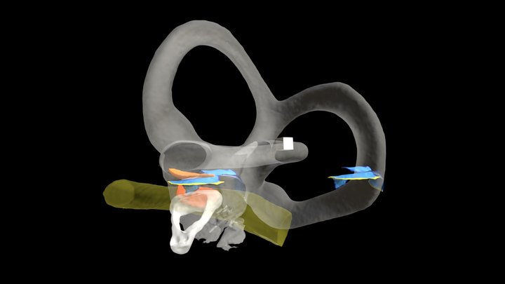 Vestibular labyrinth 3D Model
