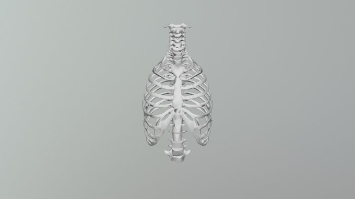 THORAX L 3D Model