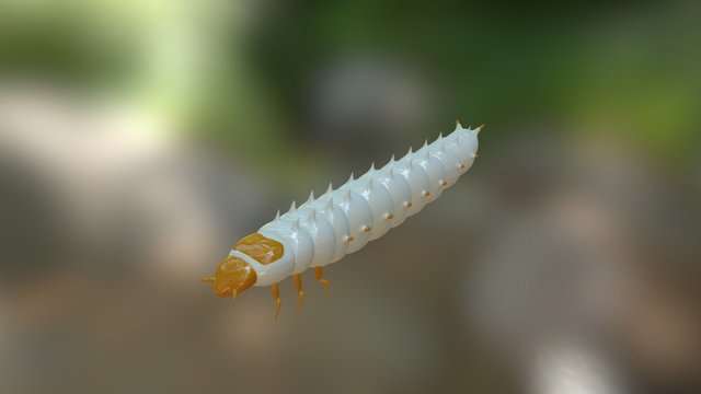 Small Hive Beetle Larva 3D Model