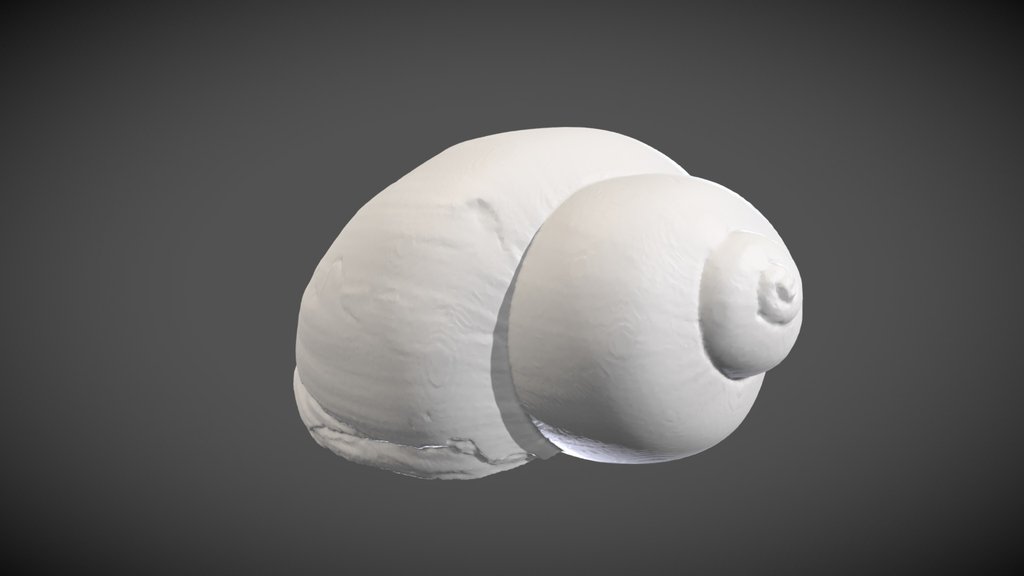 Bulinus globosus (Morelet, 1866)