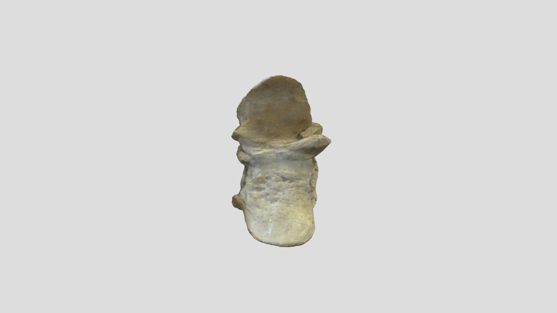 Eocene whale vertebra