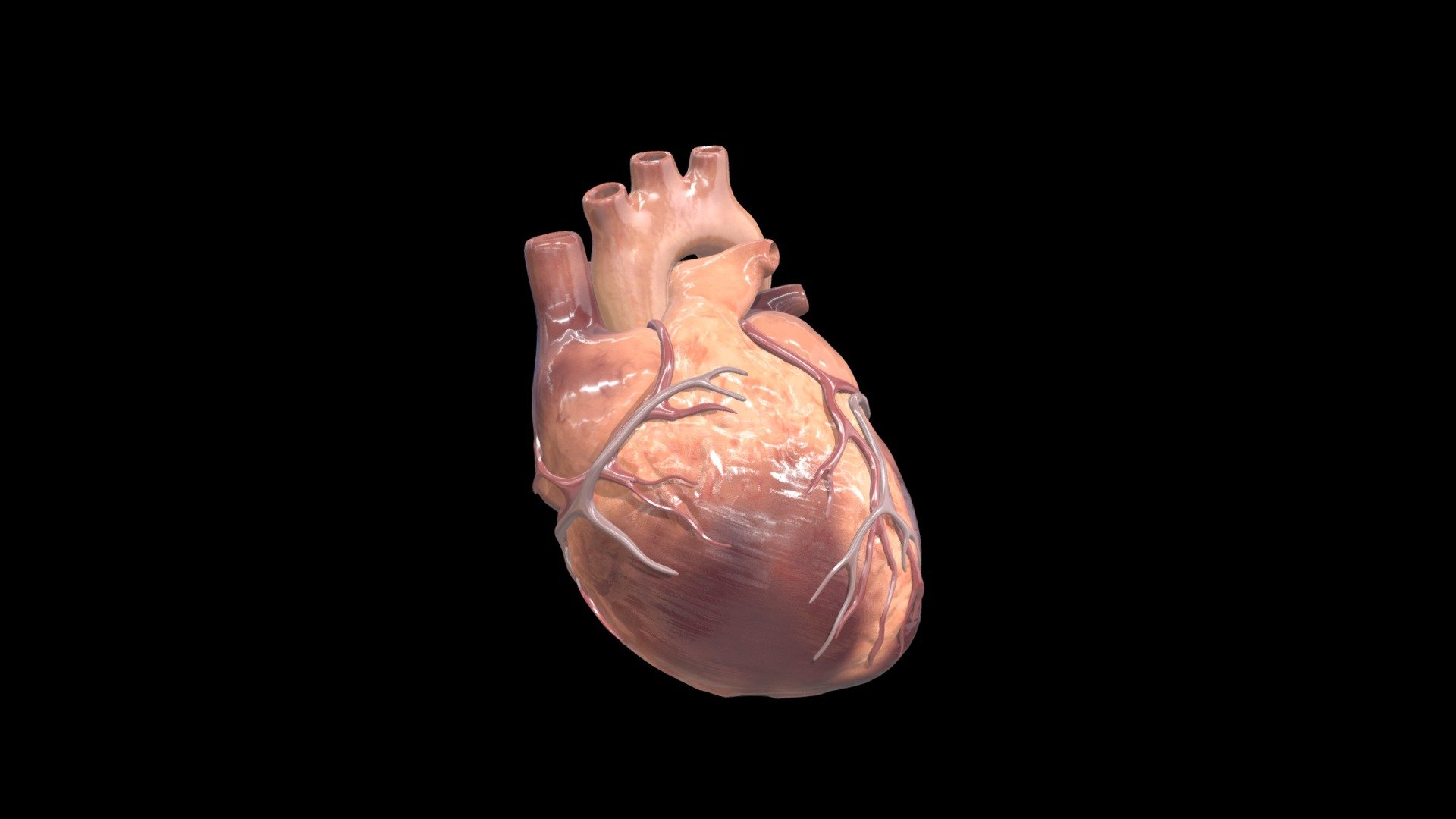 Adult Human Heart 3d Animated 3d Model By Education Resource Fund Bobsmusail [839ab8c