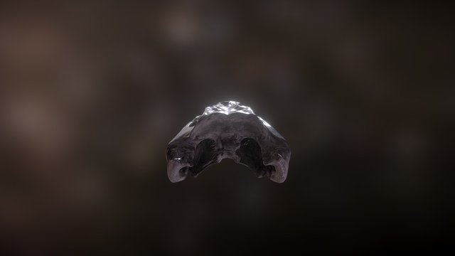 Alligator Skull 3D Model