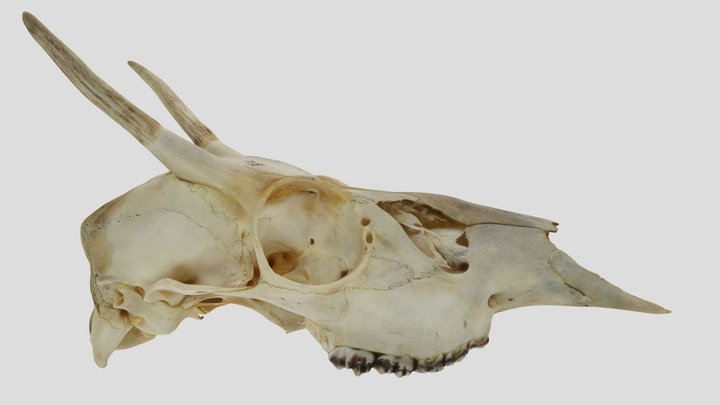 UWYMV:Mamm:2351, Odocoileus virginianus, Crania – Modello 3D gratuito STL