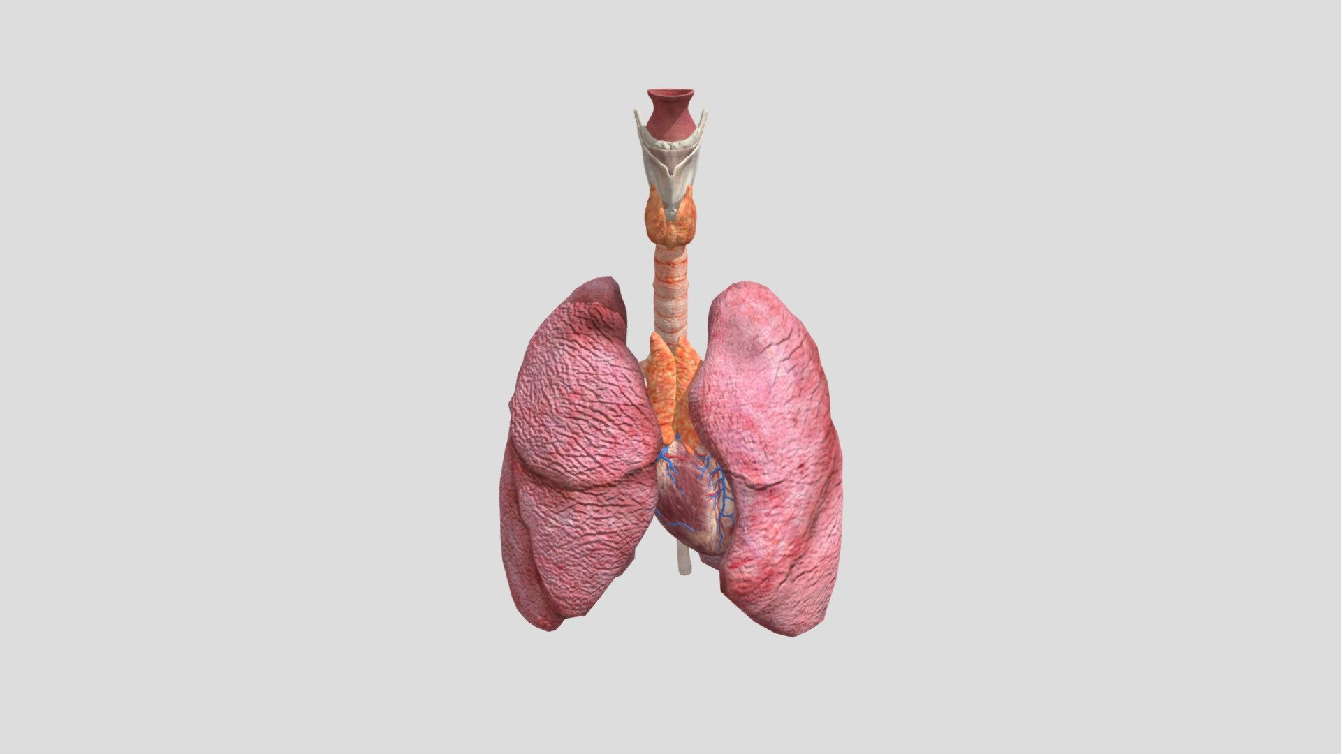 lungss - 3D model by mesmor [83a10f4] - Sketchfab