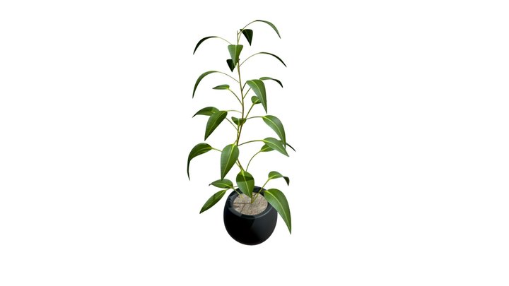 Plant 3D Model