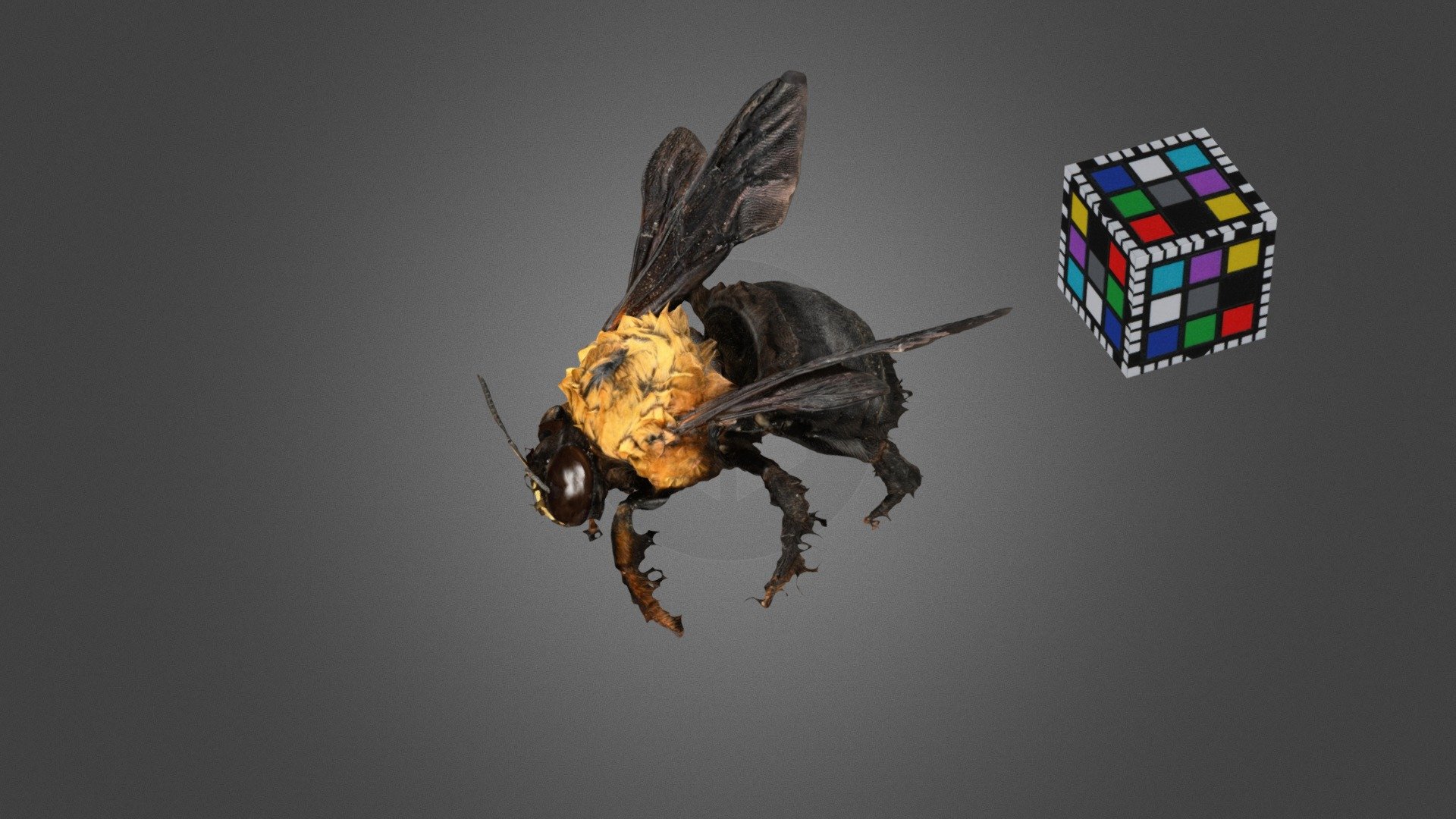 クマバチ Carpenter Bee, Xylocopa appendiculata