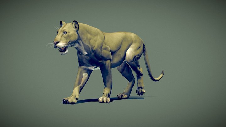 Lioness 3D Model