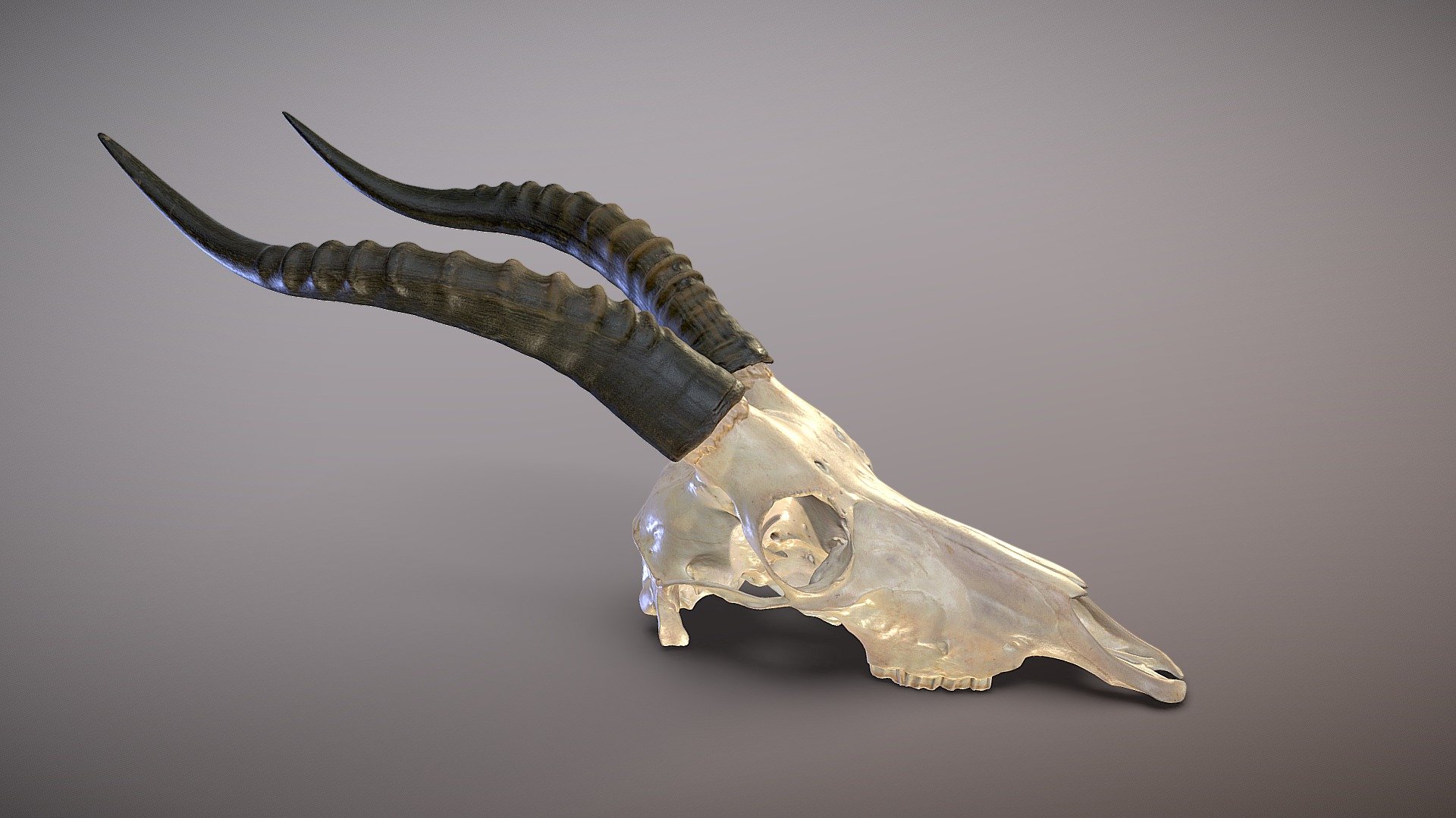 Blesbok Euro Mount Skull 3D Scan Sample - Buy Royalty Free 3D model by