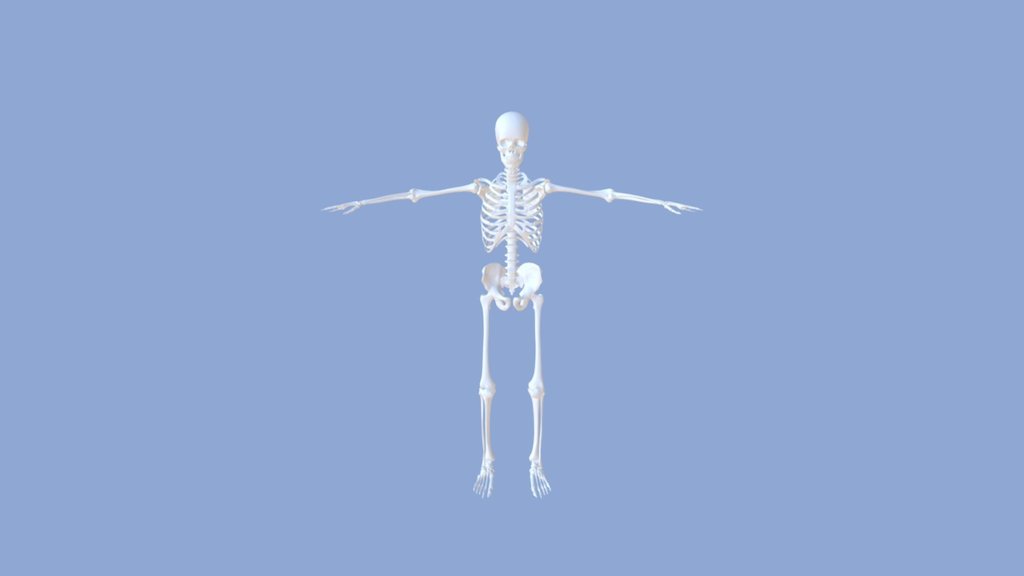 Skeleton system 2 - 3D model by KareePe (@pepatpong) [83a866a] - Sketchfab