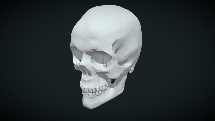 Female skull 3D Model