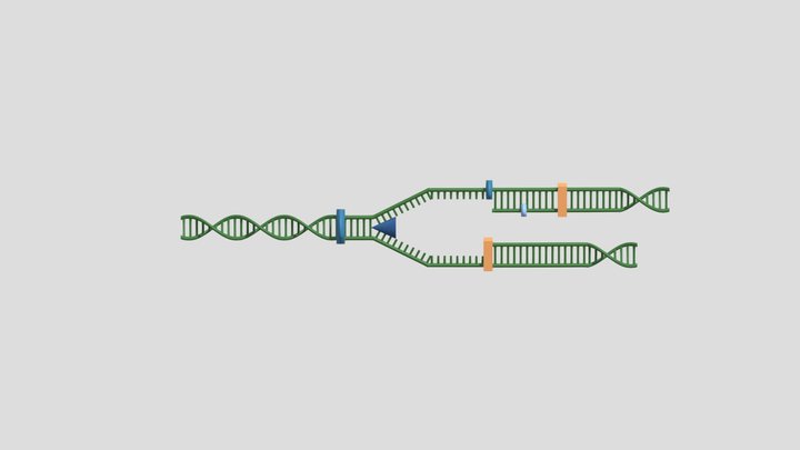 DNA Replikation 3D Model