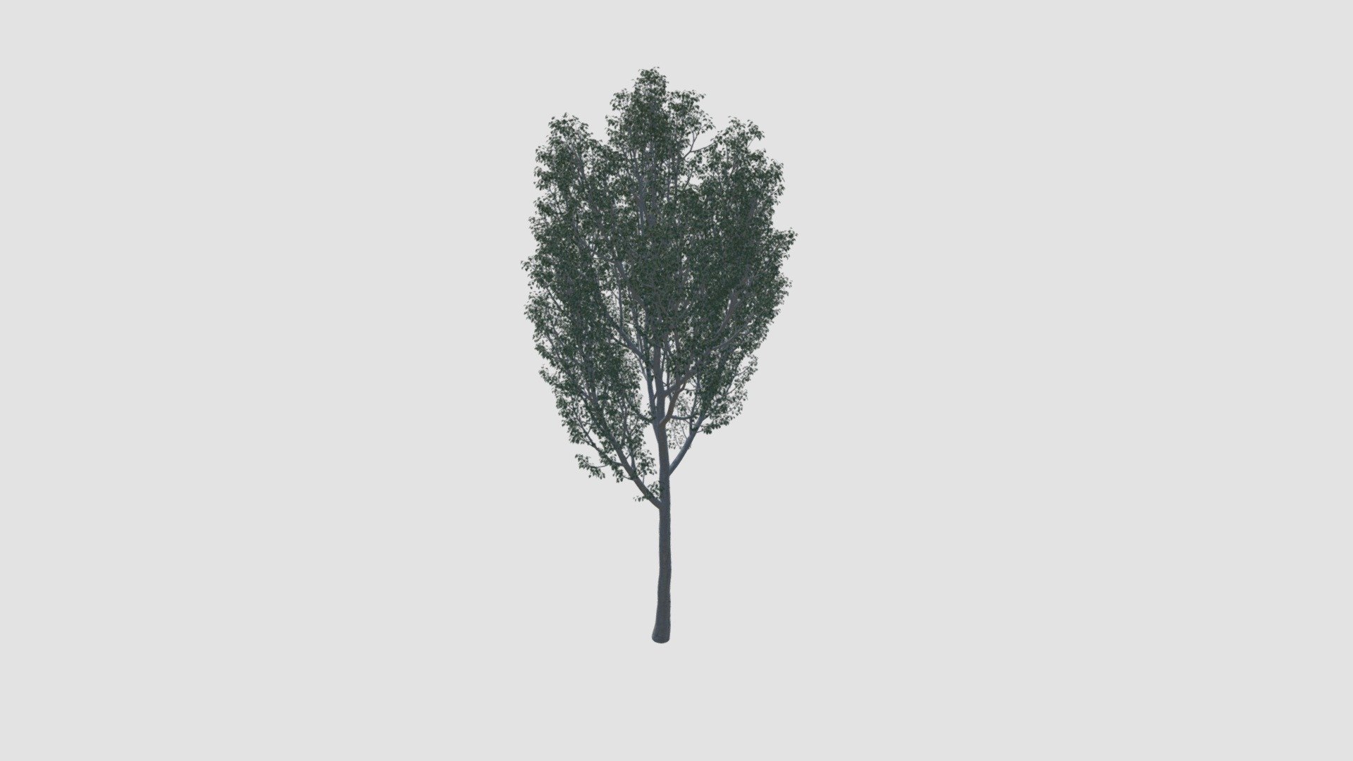 Tree - Buy Royalty Free 3D model by Evermotion [83ac0dd] - Sketchfab Store