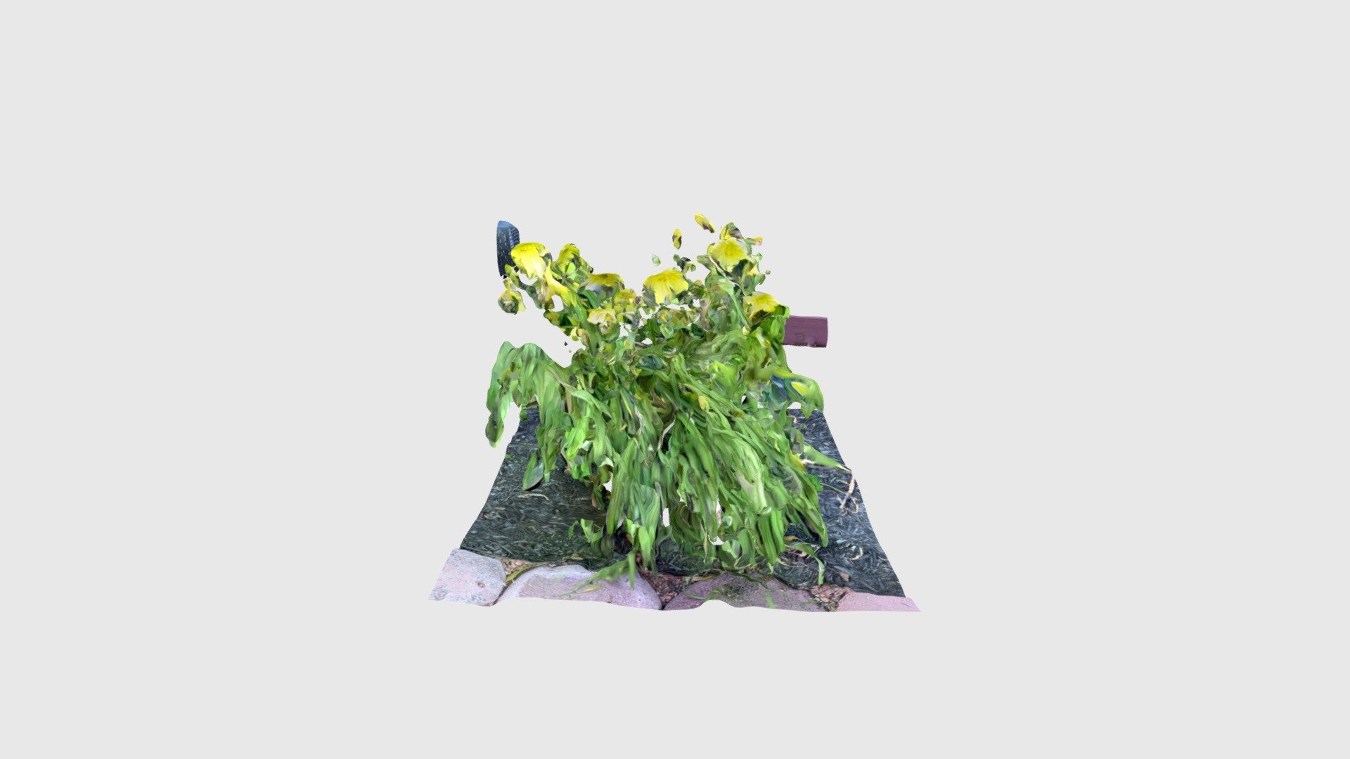 Garden, plant