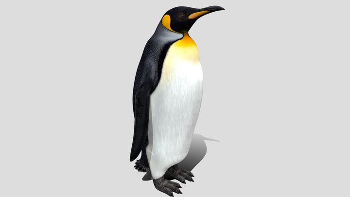 King penguin 3d model free