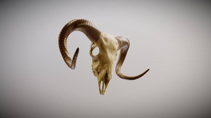Ram Skull 3D Model