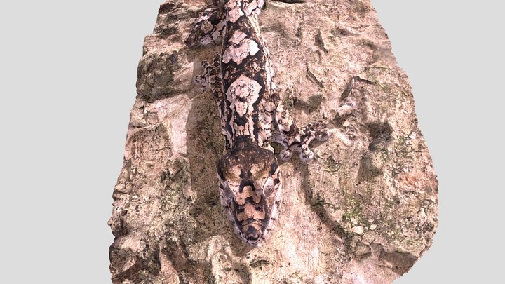 Leaftail Gecko (Uroplatus giganteus) 3D Model