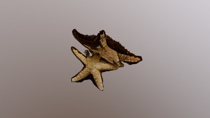 Sea Star 3D Model