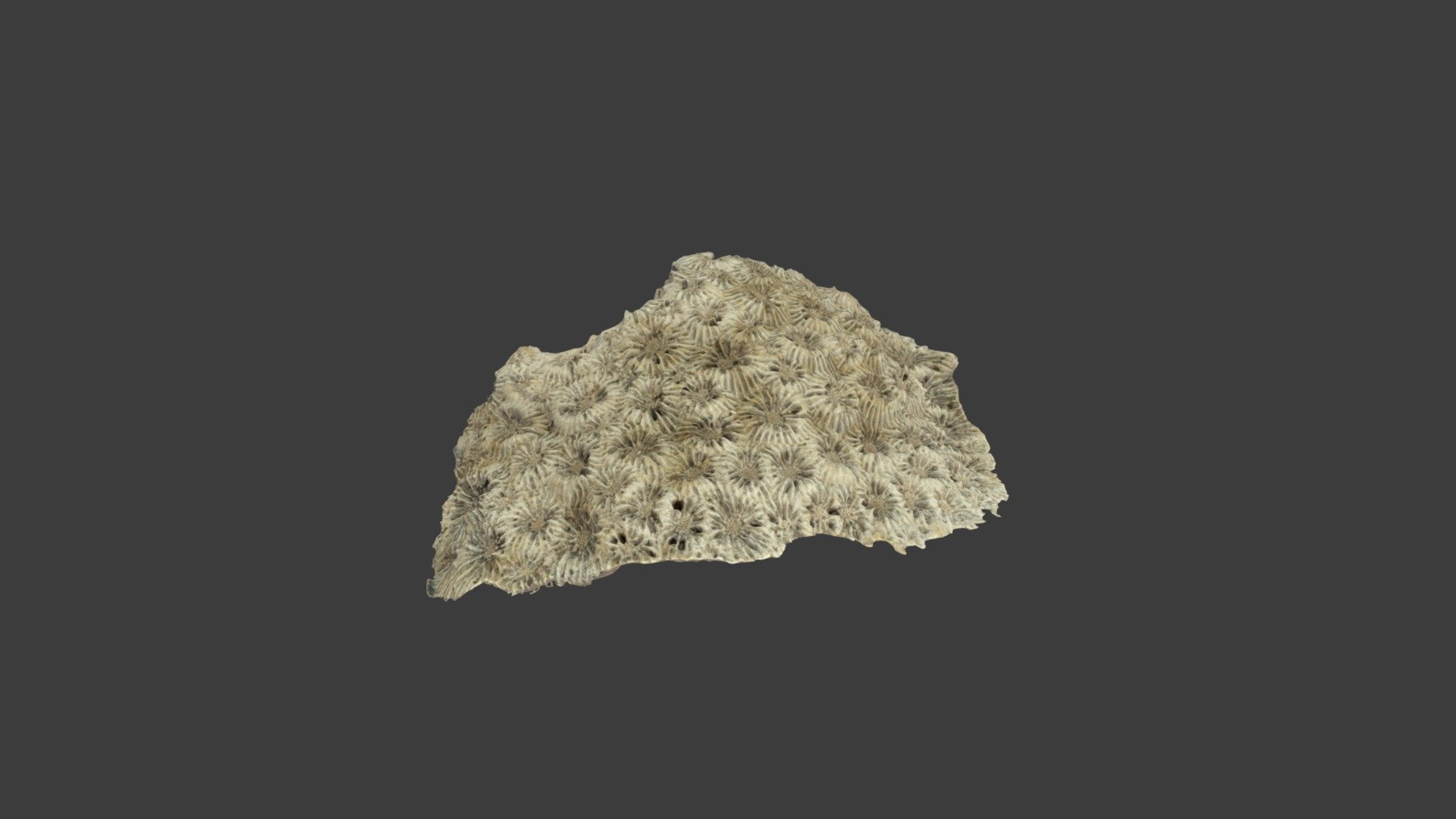 Diploastrea heliopora
