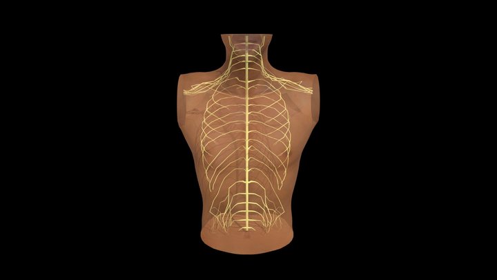 Spine Nervous 3D Model