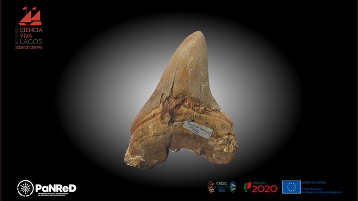 Dente de Tubarão /Shark Tooth - Megalodon 3D Model