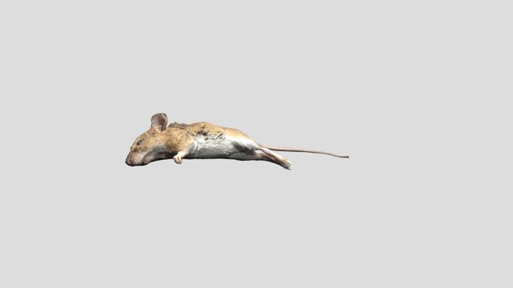 Dead Rodent Kiri – Modello 3D gratuito STL