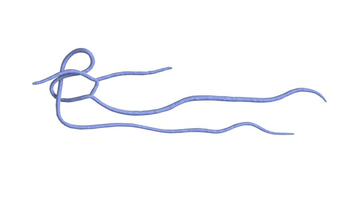 Virus Ebola 3D Model