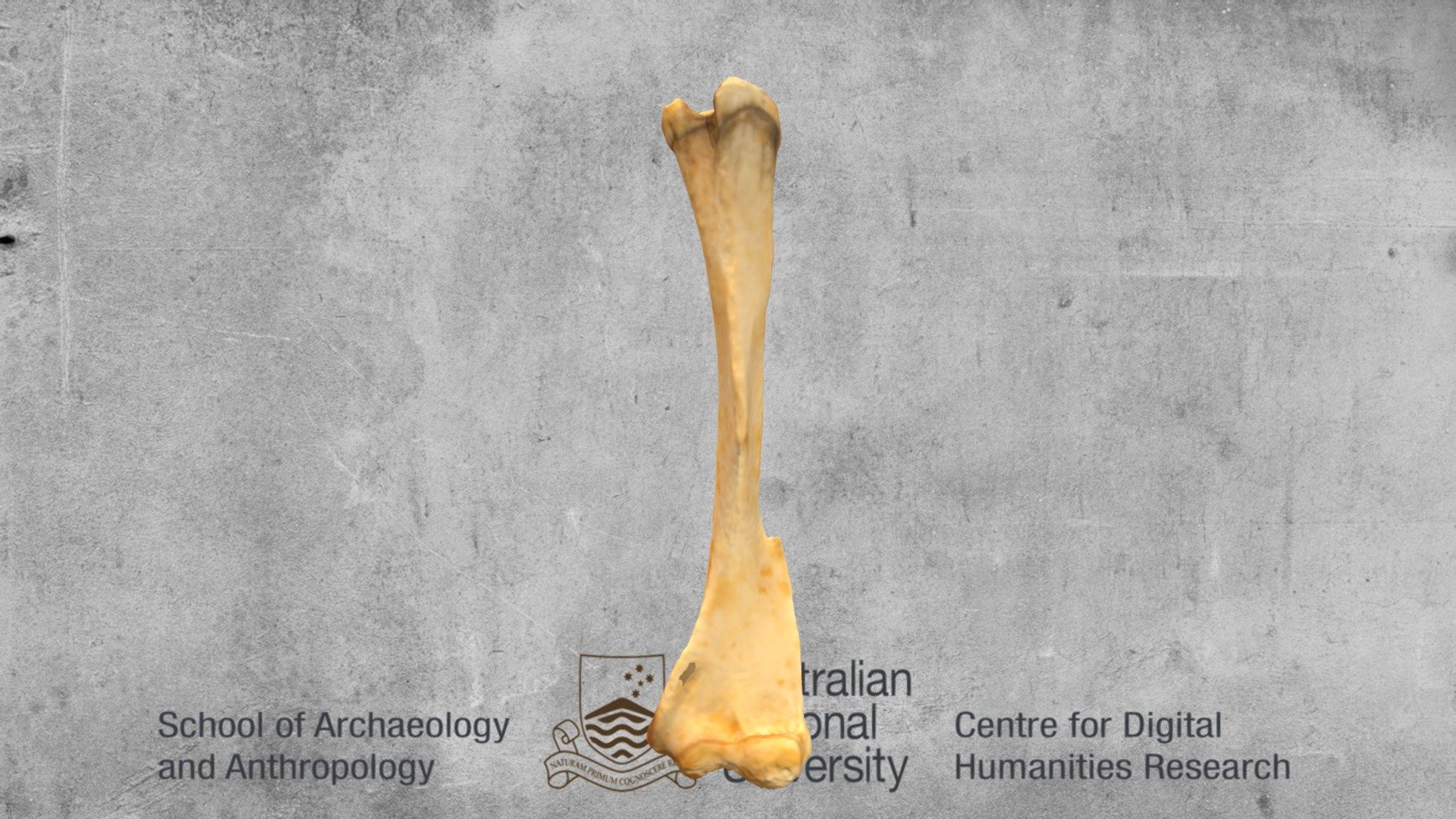 Humerus Wallaby Download Free 3d Model By Centre For Digital Humanities Research Cdhr Anu 83d3938 Sketchfab