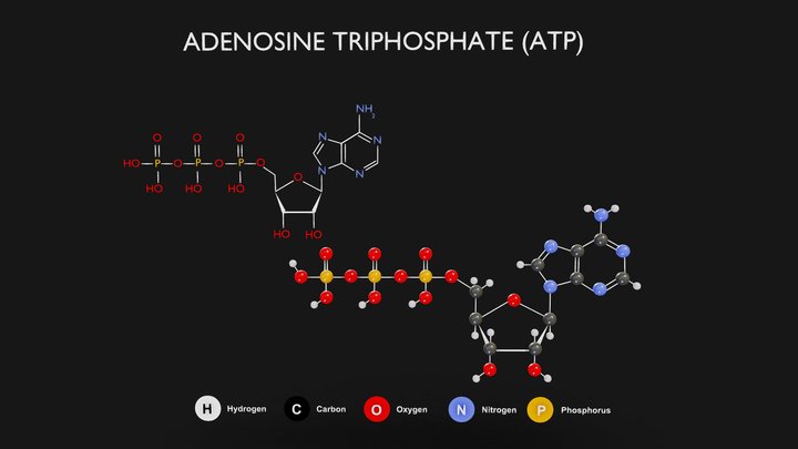 Adenosine Triphosphate (ATP) Diagram 3D Model
