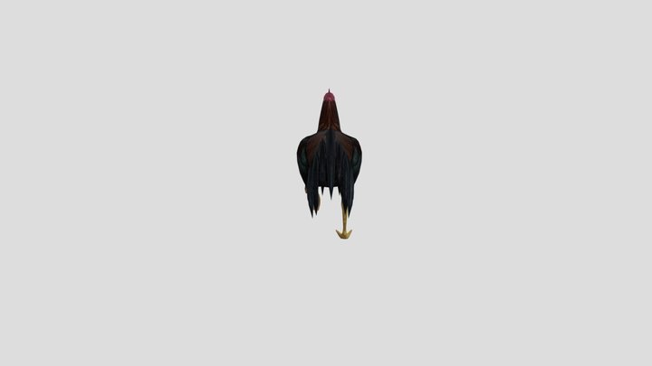 Chickens Animation 3D Model