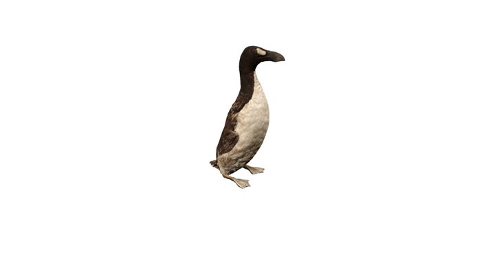Geirfugl – Great Auk 3D Model