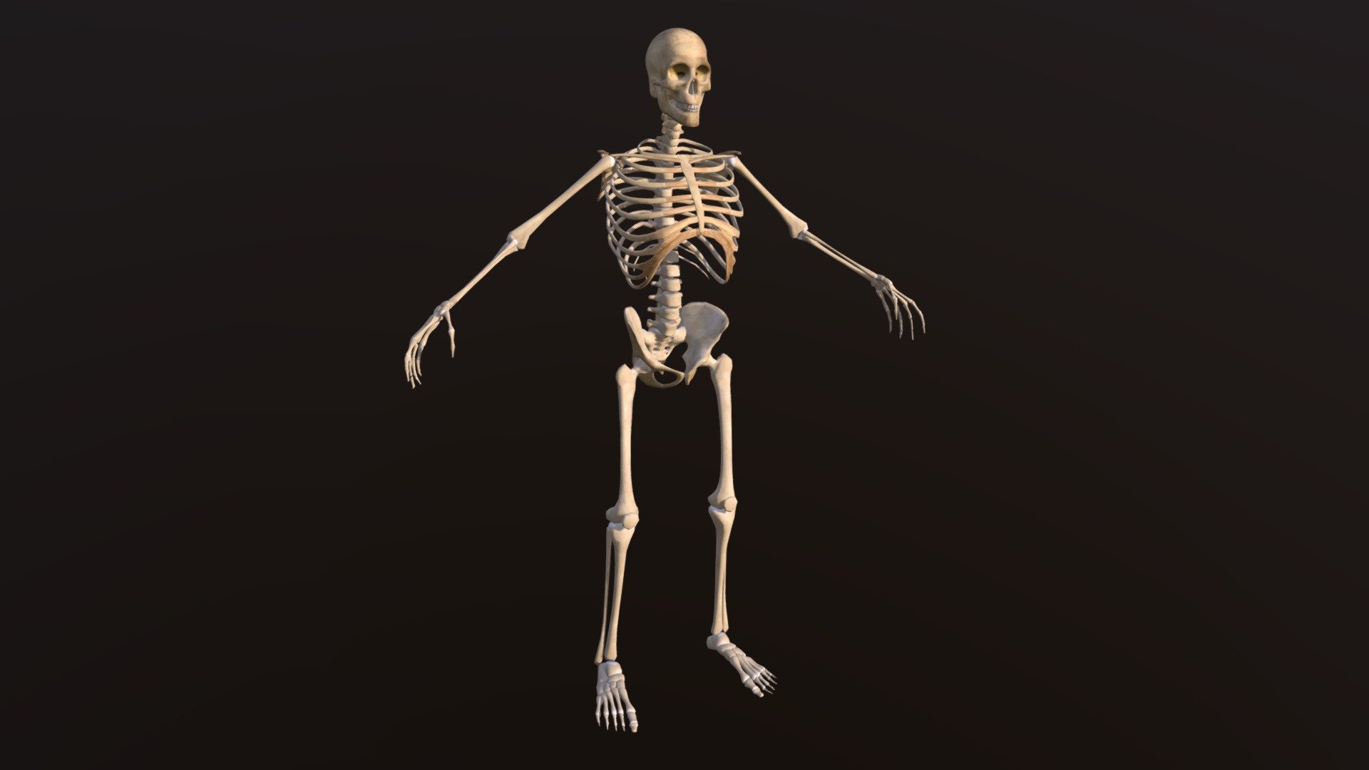 Включи скелет 3. Скелет. Объемный скелет. Sketchfab скелет. Скелет 3d модель.