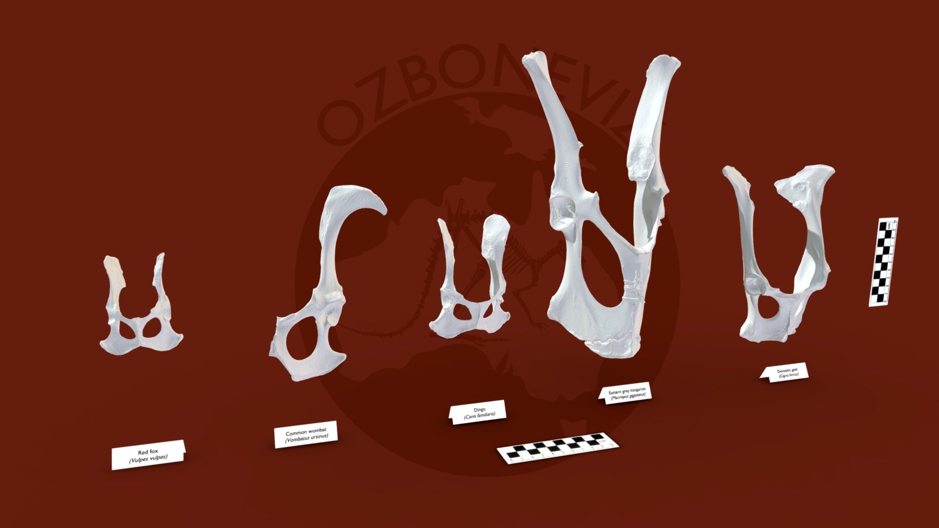 Medium mammal pelvis - 3D model by Ozboneviz [83dc379] - Sketchfab